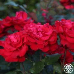 Eleganza® Grande Amore -FloraFinesse Shop Grande Amore 22