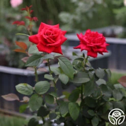 Eleganza® Grande Amore -FloraFinesse Shop Grande Amore 23