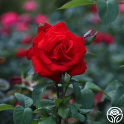 Eleganza® Grande Amore -FloraFinesse Shop Grande Amore 34