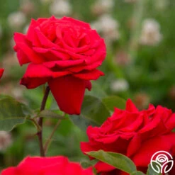 Eleganza® Grande Amore -FloraFinesse Shop Grande Amore 4525