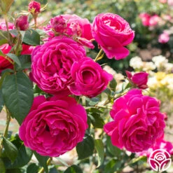 Grande Dame™ -FloraFinesse Shop Grande Dame 04