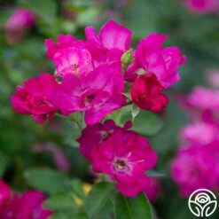 Grape Jelly™ 7 Grape Jelly™ -FloraFinesse Shop Grape Jelly