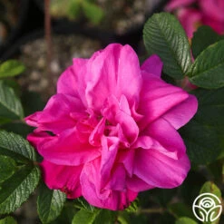 Hansa -FloraFinesse Shop Hansa 06