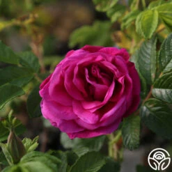 Hansa -FloraFinesse Shop Hansa 07