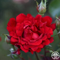 Eleganza® Heart Song™ -FloraFinesse Shop Heart Song 11