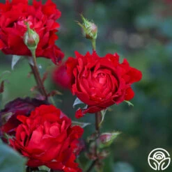 Eleganza® Heart Song™ -FloraFinesse Shop Heart Song 12