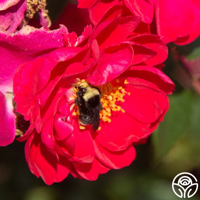 Henry Kelsey 5 Henry Kelsey - Image 5