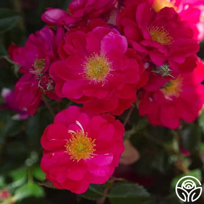 Henry Kelsey 8 Henry Kelsey - Image 8