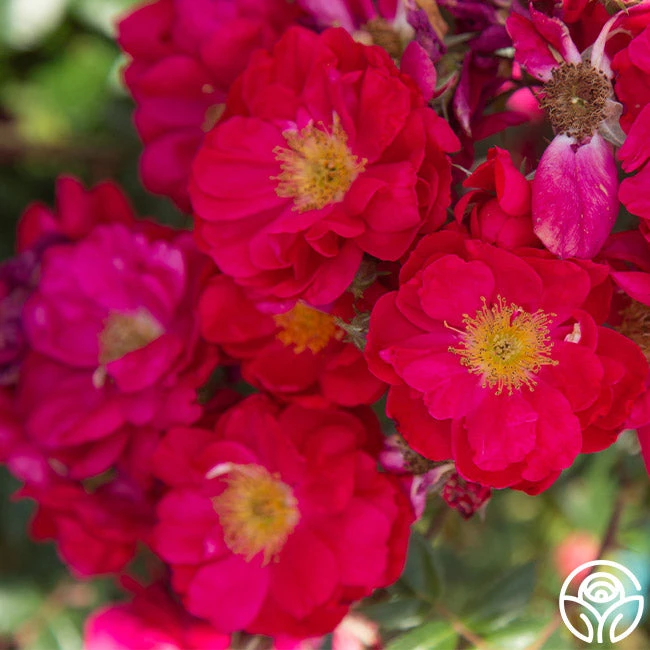 Henry Kelsey 6 Henry Kelsey - Image 6