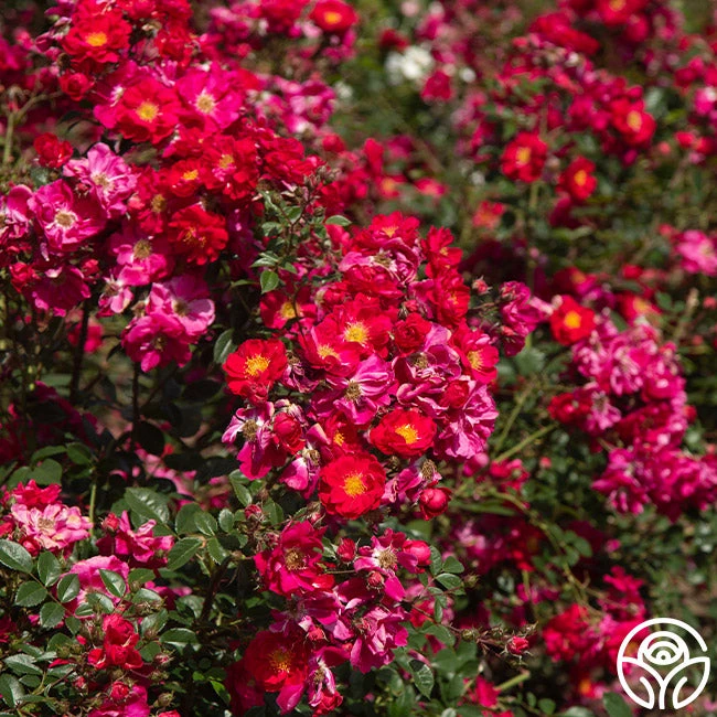 Henry Kelsey 4 Henry Kelsey - Image 4