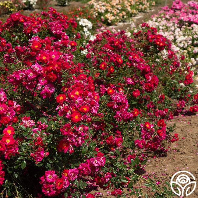 Henry Kelsey 2 Henry Kelsey - Image 2