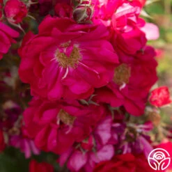 Henry Kelsey 10 Henry Kelsey -FloraFinesse Shop Henry Kelsey 19