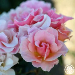 Honey Nectar™ 10 Honey Nectar™ -FloraFinesse Shop Honey Nectar 111