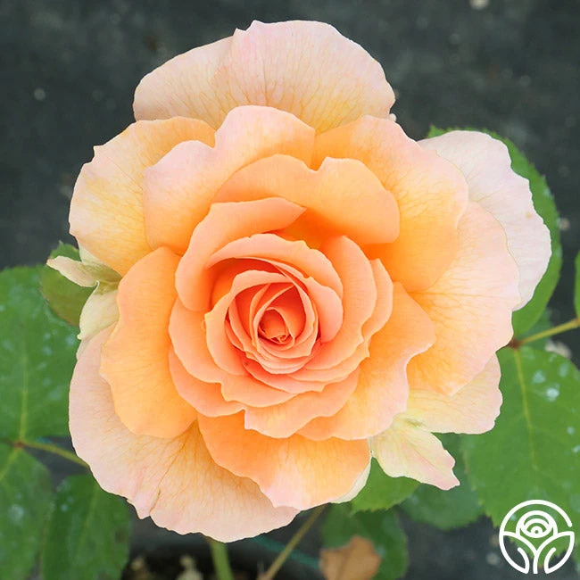 Honey Perfume™ 8 Honey Perfume™ - Image 8