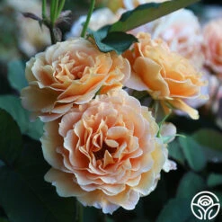 Honey Perfume™ 12 Honey Perfume™ -FloraFinesse Shop Honey Perfume 13