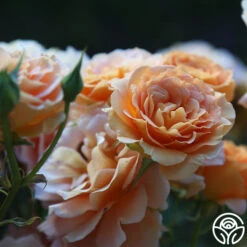 Honey Perfume™ 14 Honey Perfume™ -FloraFinesse Shop Honey Perfume 15