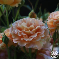 Honey Perfume™ 15 Honey Perfume™ -FloraFinesse Shop Honey Perfume 17