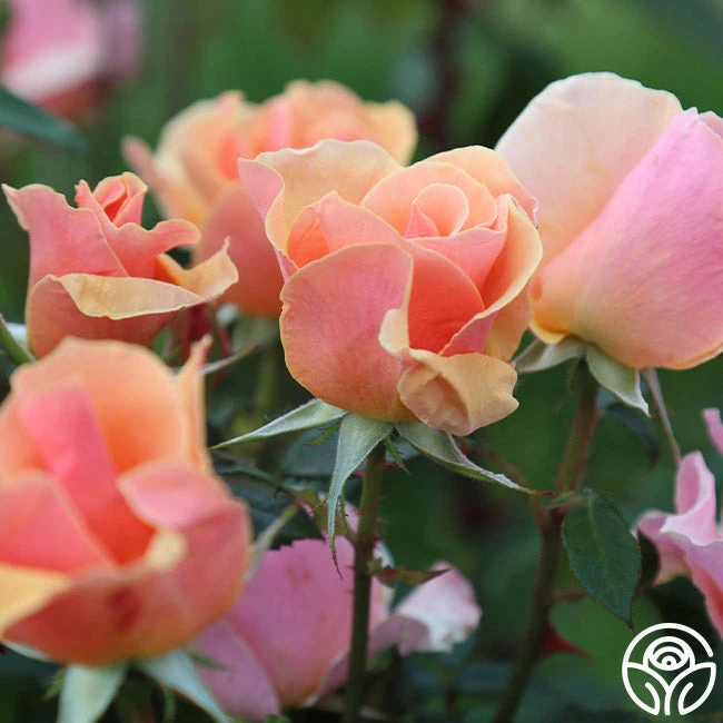 Honey Nectar™ 2 Honey Nectar™ - Image 2