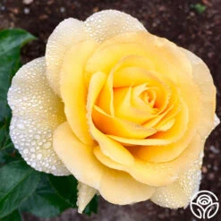 Honor Elizabeth™ -FloraFinesse Shop Honor Elizabeth 034