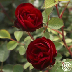 Hope For Humanity -FloraFinesse Shop Hope For Humanity 02