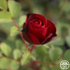 Hope For Humanity -FloraFinesse Shop Hope For Humanity 03