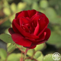 Hope For Humanity -FloraFinesse Shop Hope For Humanity 04