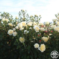 Irish Hope™ 12 Irish Hope™ -FloraFinesse Shop Irish Hope 11