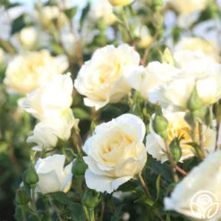 Irish Hope™ 19 Irish Hope™ -FloraFinesse Shop Irish Hope 13