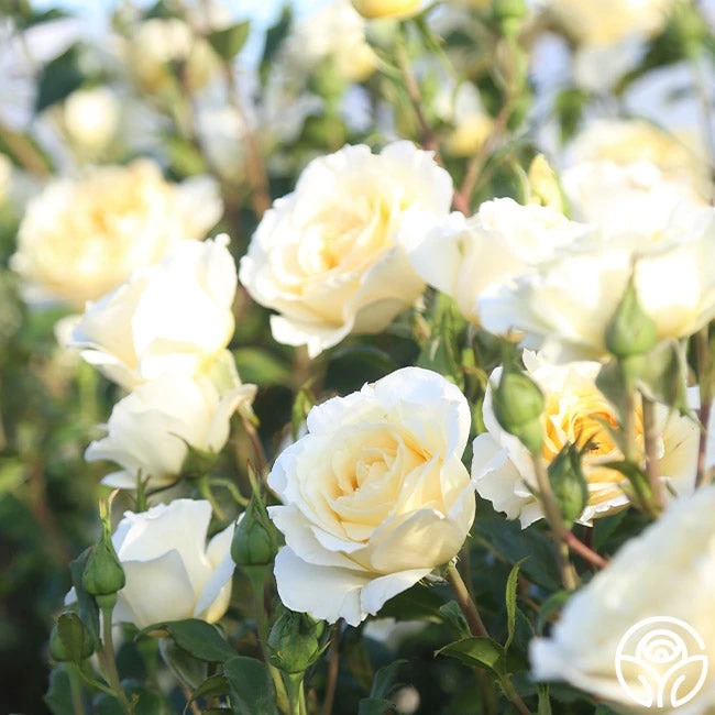 Irish Hope™ 10 Irish Hope™ - Image 10