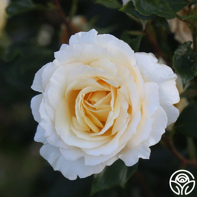 Irish Hope™ 9 Irish Hope™ - Image 9