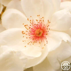 Jacqueline Du Pré™ 17 Jacqueline Du Pré™ -FloraFinesse Shop Jacqueline du Pre 18