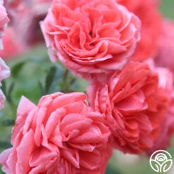 Veranda® Jolie 16 Veranda® Jolie -FloraFinesse Shop Jolie Veranda 5