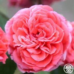 Veranda® Jolie 17 Veranda® Jolie -FloraFinesse Shop Jolie Veranda 8