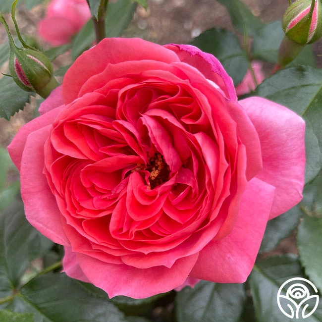 Veranda® Jolie 2 Veranda® Jolie - Image 2