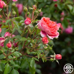 Veranda® Jolie 11 Veranda® Jolie -FloraFinesse Shop Jolie Veranda 0123