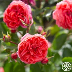 Veranda® Jolie 14 Veranda® Jolie -FloraFinesse Shop Jolie Veranda 134