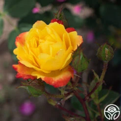 Judy Garland™ -FloraFinesse Shop Judy Garland 12