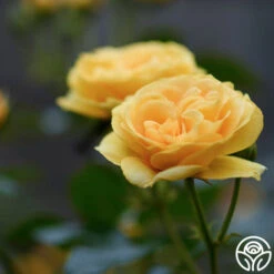 Julia Child™ -FloraFinesse Shop Julia Child 111