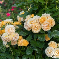 Julia Child™ -FloraFinesse Shop Julia Child 13 4a561d59 949e 4ed7 9917 7a09f1785528