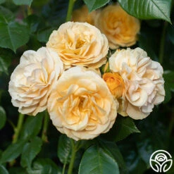 Julia Child™ -FloraFinesse Shop Julia Child 16