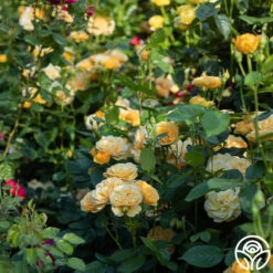 Julia Child™ -FloraFinesse Shop Julia Child 17