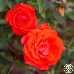 Kanegem -FloraFinesse Shop Kanegem 11