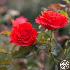 Kanegem -FloraFinesse Shop Kanegem 14