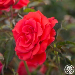 Kanegem -FloraFinesse Shop Kanegem 93