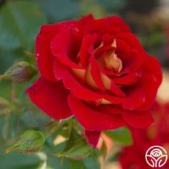 Ketchup & Mustard™ 20 Ketchup & Mustard™ -FloraFinesse Shop Ketchup Mustard 12