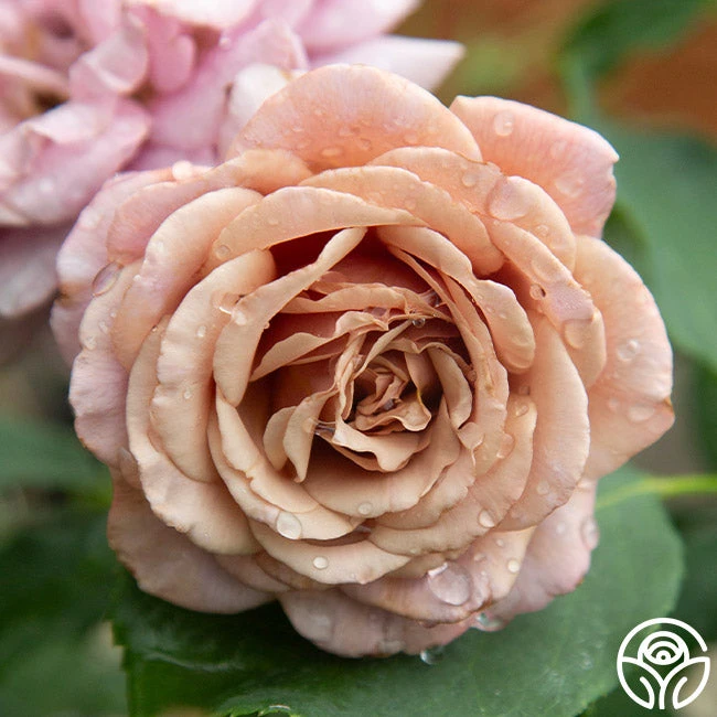 Koko Loko™ 13 Koko Loko™ - Image 13