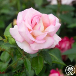 La Fleurette 16 La Fleurette -FloraFinesse Shop La Fleurette 11