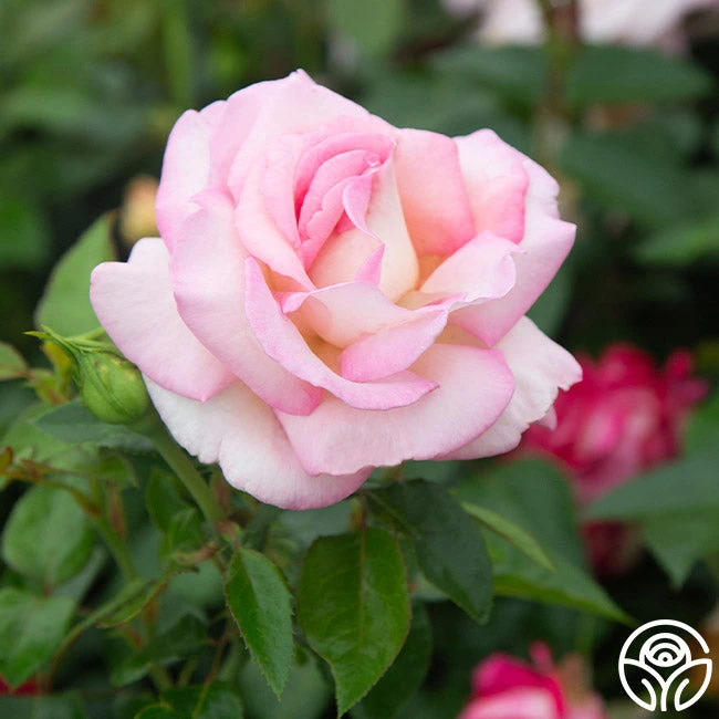 La Fleurette 8 La Fleurette - Image 8