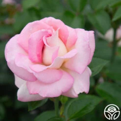 La Fleurette 17 La Fleurette -FloraFinesse Shop La Fleurette 132