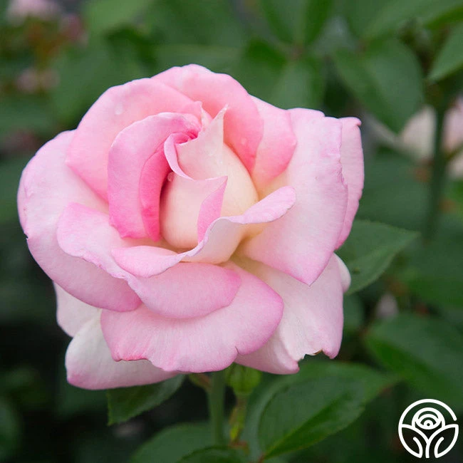 La Fleurette 9 La Fleurette - Image 9